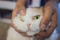 hand of persons stroking caress monocular one-eyed lying on the floor cat, taken homeless from the street. cat playing Royalty Free Stock Photo