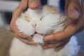 hand of persons stroking caress monocular one-eyed lying on the floor cat, taken homeless from the street. cat playing Royalty Free Stock Photo