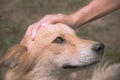 A hand is petting dog had, vintage filtered.