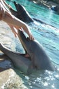 Hand petting dolphin