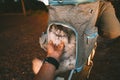 Hand petting lovely cute and friendly cat in backpack carrier. Travel with cat.