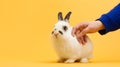 Hand petting white bunny on yellow background