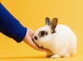 Hand petting white rabbit on yellow background