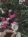 A hand pick a bougainvillea flower Royalty Free Stock Photo