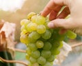 Hand pick up grapes from bunch, sort of Chardonnay Royalty Free Stock Photo