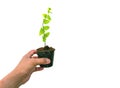 Hand  pick up small plant is growing   in the black pot   isolated  on white background. Royalty Free Stock Photo