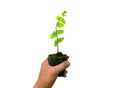 Hand  pick up small plant is growing   in the black pot   isolated  on white background. Royalty Free Stock Photo