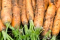 Hand picked bunch of fresh dirt orange carrots backgrounds Royalty Free Stock Photo