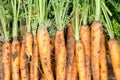 Hand picked bunch of fresh dirt orange carrots backgrounds Royalty Free Stock Photo