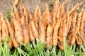 Hand picked bunch of fresh dirt orange carrots backgrounds Royalty Free Stock Photo