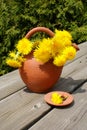 Hand-picked dandelions arranged on a clay pot outdoors Royalty Free Stock Photo
