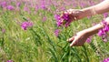 Hand-picked of fireweed in the meadow. Human hands gathering leaves of willow-herb, selective focus. Royalty Free Stock Photo