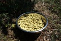 Hand Picked Organic Berries