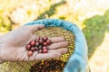 Hand picked ripe Red Arabica coffee berries in hand with basket in the Akha village of Maejantai on the hill in Chiang Mai. Royalty Free Stock Photo