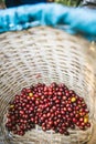 Hand picked ripe red Arabica Coffee Berries in the basket at the Akha village of Maejantai on the hill in Chiang Mai, Thailand Royalty Free Stock Photo