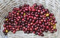 Hand picked ripe red Arabica Coffee Berries in the basket at the Akha village of Maejantai on the hill in Chiang Mai, Thailand Royalty Free Stock Photo