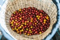 Hand picked ripe red and yellow Arabica Coffee Berries in the basket at the Akha village of Maejantai on the hill in Chiang Mai Royalty Free Stock Photo