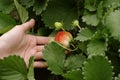 Hand picked strawberries fresh from farm