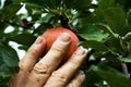 Hand picking an apple