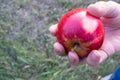 Hand picking apples in fruit orchard. Red ripe apples on tree branch in the garden. Summer, autumn harvesting season. Local fruits Royalty Free Stock Photo