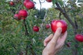 Hand picking apples in fruit orchard. Red ripe apples on tree branch in the garden. Summer, autumn harvesting season. Local fruits Royalty Free Stock Photo