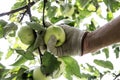 Hand picking apples in the orchard - harvesting Royalty Free Stock Photo