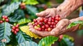 Hand picking arabica or robusta coffee berries in agricultural harvest by farmer for quality beans