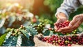 Hand picking arabica and robusta coffee berries in agriculture for optimal harvest results