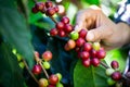 Hand picking coffee bean fruit from the tree. Agriculturist Hand picking red Arabica coffee beans on coffee tree Royalty Free Stock Photo