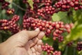 Hand picking coffee berry in the plant