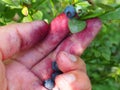 Hand picking common blueberries. Fingers stained with blueberry juice. Blueberry, or Blueberry myrtle Vaccinium Royalty Free Stock Photo