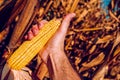 Hand picking corn cobs in field Royalty Free Stock Photo