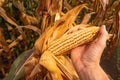 Hand picking corn cobs in field Royalty Free Stock Photo