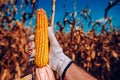 Hand picking corn cobs in field Royalty Free Stock Photo