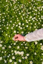 Hand picking flowers Royalty Free Stock Photo