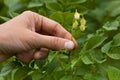 Hand picking flowers from the potatoes, closeup Royalty Free Stock Photo