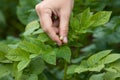 Hand picking flowers from the potatoes Royalty Free Stock Photo