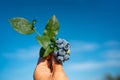 Hand is picking fresh blueberries against blue sky