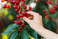Hand picking fresh delicious cherries, close-up. A woman`s hand plucks juicy cherry berries from a tree. The concept of healthy ea Royalty Free Stock Photo