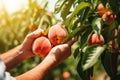 Hand picking fresh delicious juicy peach from orchard