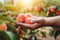 Hand picking fresh delicious juicy peach from orchard