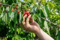 Hand picking fresh delicious red cherry, close-up Royalty Free Stock Photo