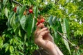 Hand picking fresh delicious red cherry, close-up Royalty Free Stock Photo