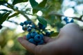 Hand is picking fresh organic blueberries.