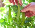 Hand picking fresh ripe snow peas hanging from vine Royalty Free Stock Photo