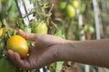 Hand picking fresh tomato on tree in garden. Royalty Free Stock Photo