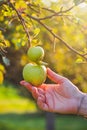 Hand picking green apple from tree