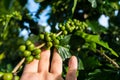 Hand picking green coffee beans on coffee tree - hand focused