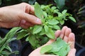 Hand Picking Holy Basil Leaves from Potted Plant for Cooking