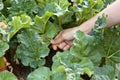 Hand picking leaves of rhubarb, closeup Royalty Free Stock Photo